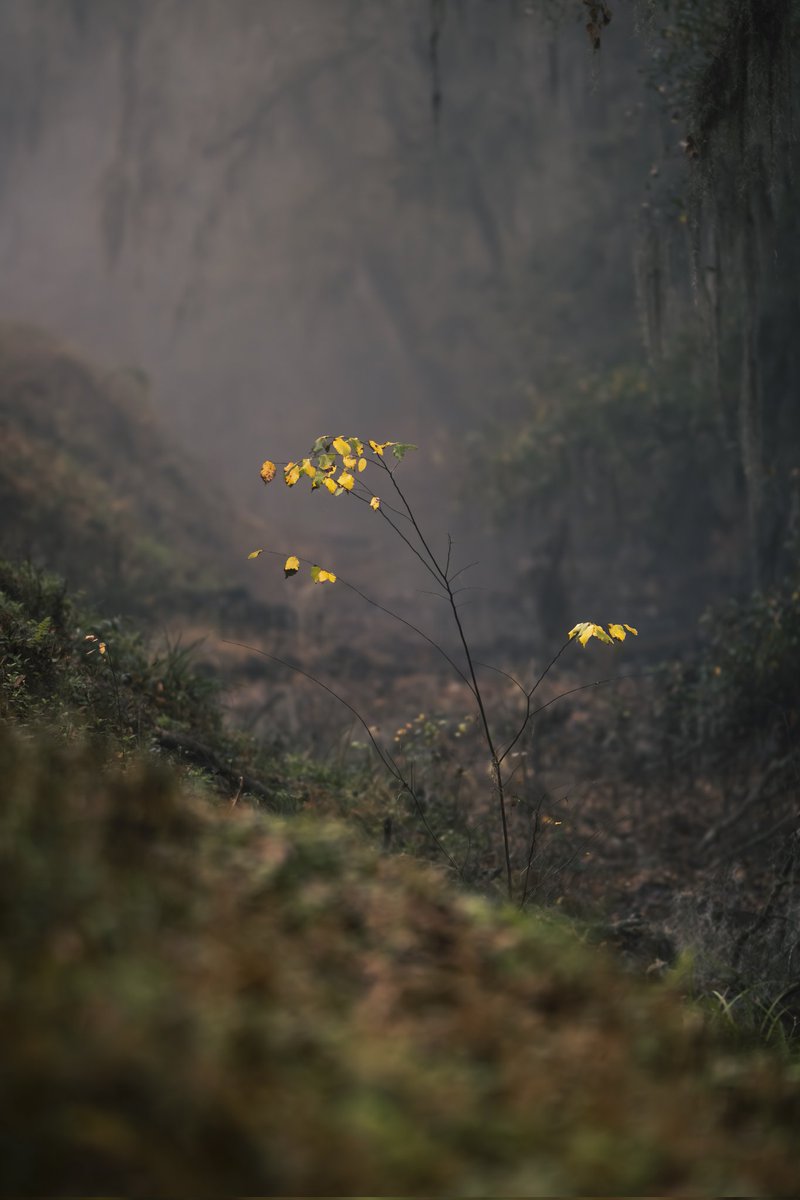 JPMasonII's tweet photo. Foggy trails and Spanish moss dreams in the heart of Georgia 🌿✨

#FoggyForest #MistyMorning #SpanishMoss #NaturePhotography #FoggyWoods #Lowcountry #GeorgiaNature #MistyForest #ForestPath #NatureLovers #Fog #IntoTheMist #MoodyNature #SouthernGothic https://t.co/8qELaN2G9q