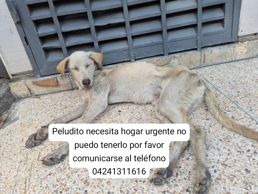 Reporta <a href="/jean_orion/">jean arraez</a>: este peludito fue encontrado en la Av O'Higgins en Caracas, tiene hogar temporal para alimentarlo y hacerlo, pero la persona no lo puede tener. Urge ayuda.