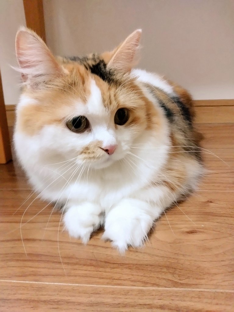 ネコ好きおじさん (@nekomito0729) / Posts / X