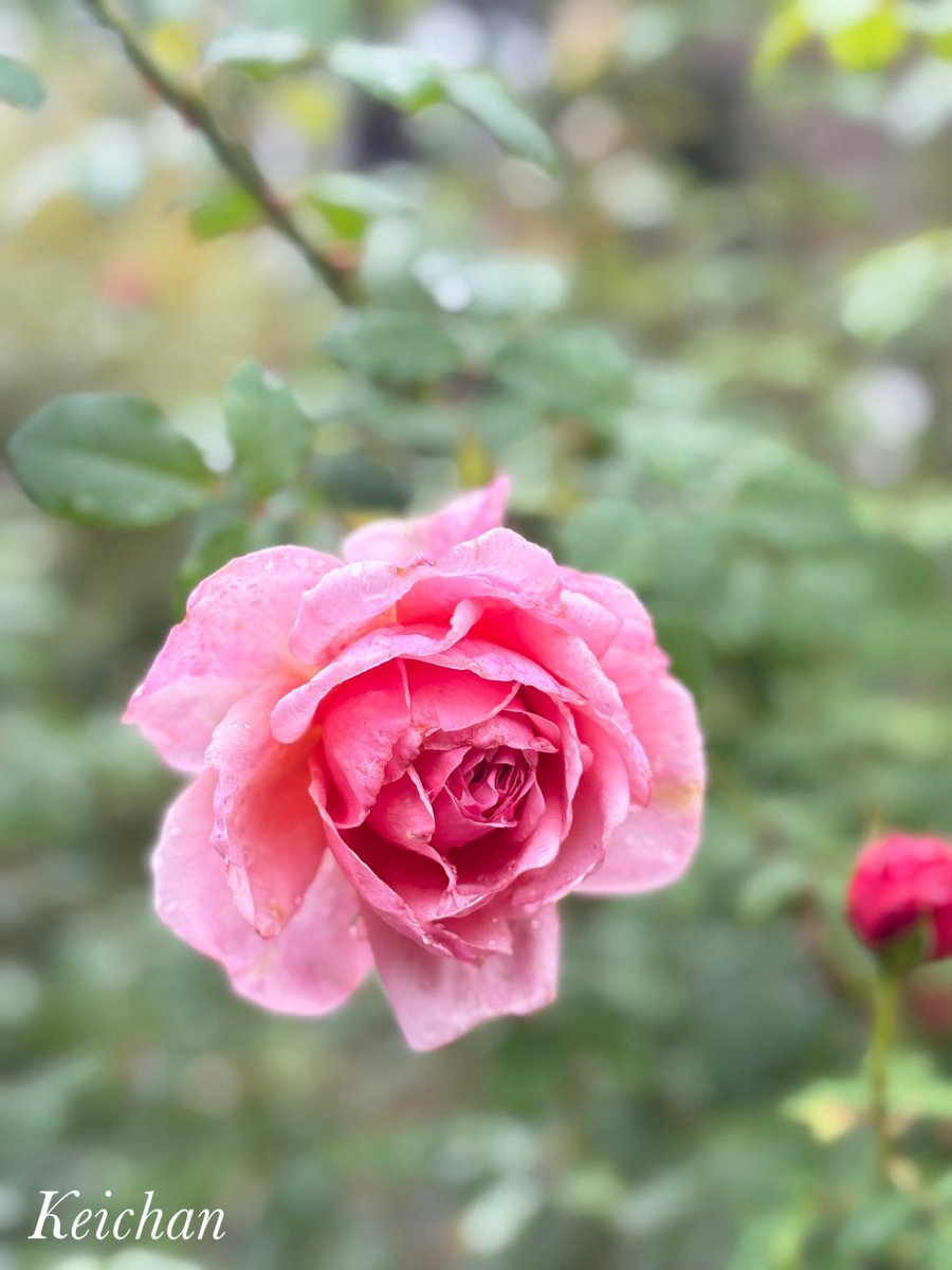 けいちゃんページ けいちゃん (@k1222_keichan) / Posts / X