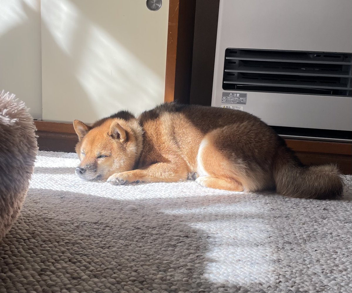 豆柴🎾九十 (@rojiko7) / Posts / X