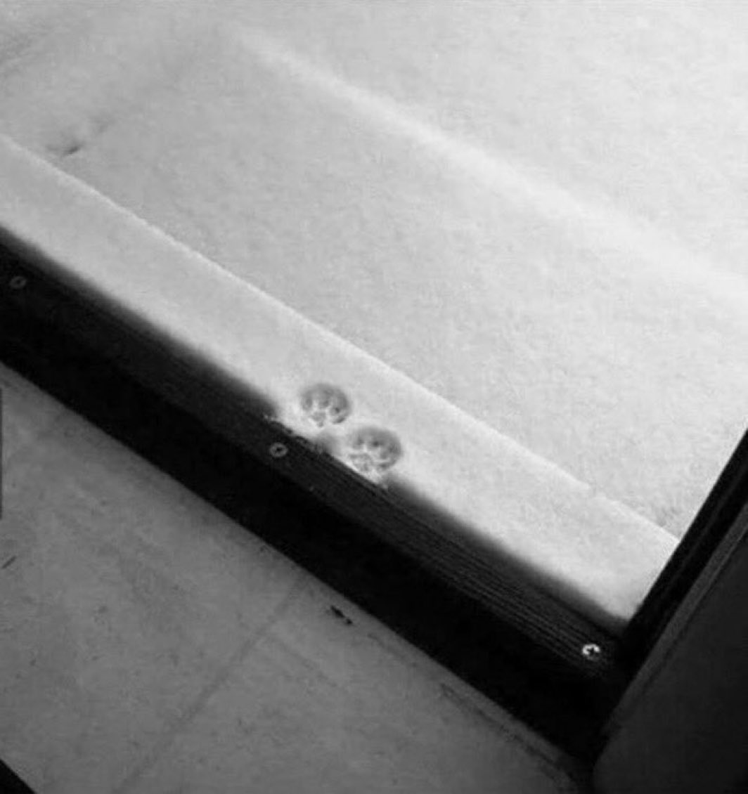 animalkyat's tweet image. 初めての雪、思ったより冷たかったっぽい