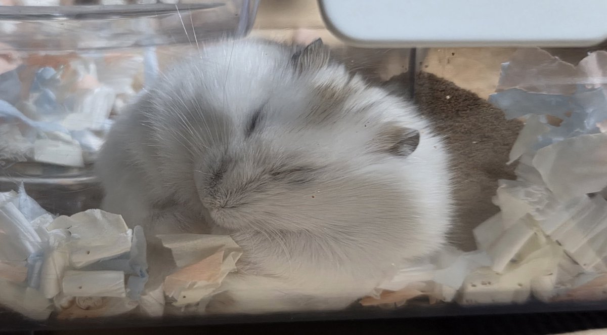 marble1104m's tweet image. やっぱり潰れてるちゃすけ