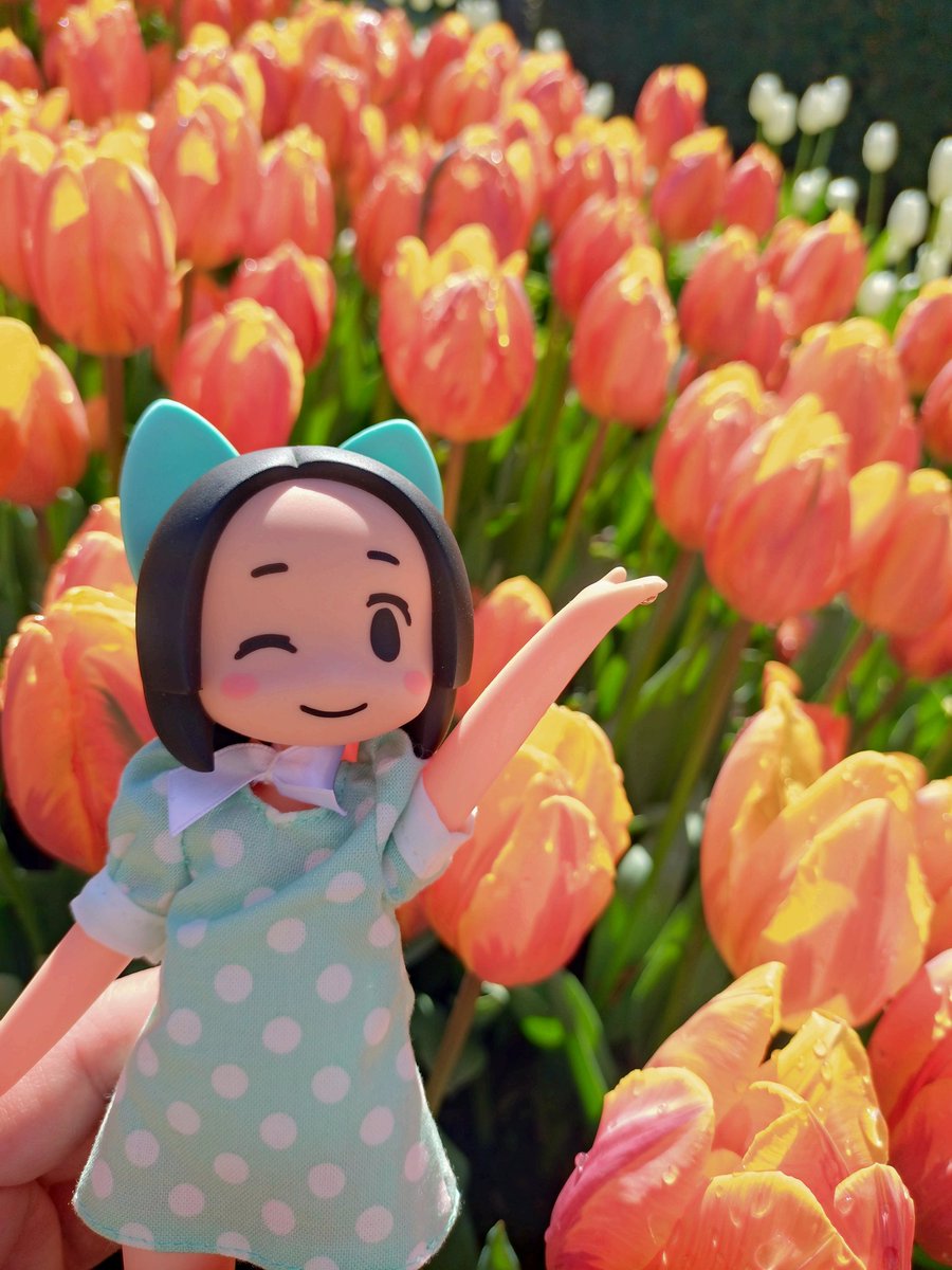 チェリ@バケタンブログ (@cherri_cherri) / Posts / X