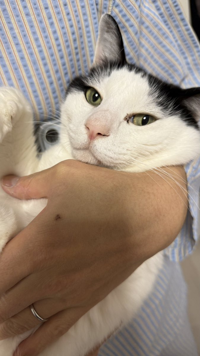 みてみて@grok うちのﾈｺﾁｬﾝだよ