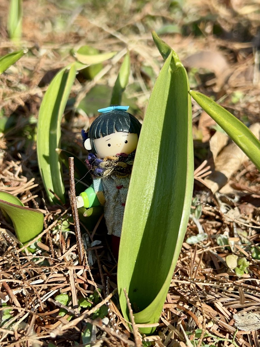 みどりのみどり (@nonoki_second) / Posts / X