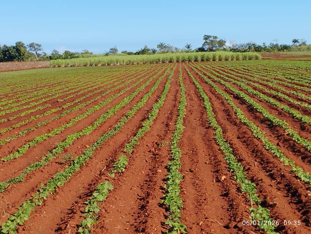 🌱 Visita al Banco de Semillas en #Artemisa.
Gracias a la guía de Gricelía Martínez y la especialista en semillas admiramos la germinación de #frijoles y debatimos sobre el manejo de plagas. ¡Juntos, promovemos la agricultura sostenible! 💪🌾 #AgriculturaCuabana