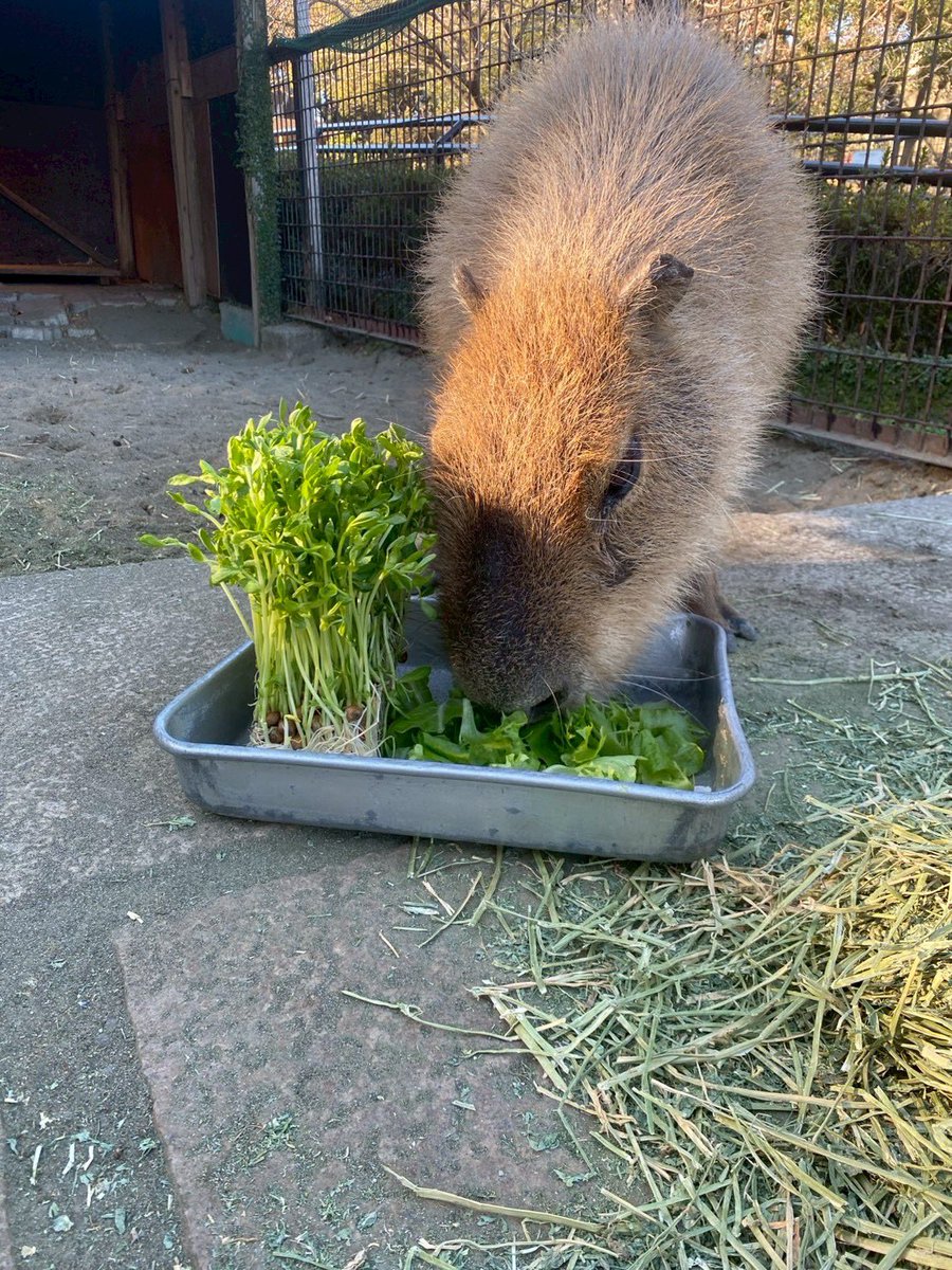 お客様よりカピバラのカシへ野菜を頂きました。 レタスはすぐに