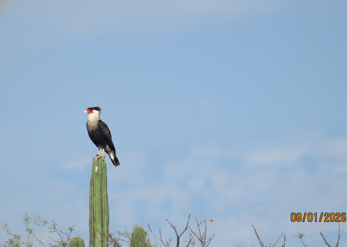Caracara registrado hoy en la zona metropolitana de Querétaro, les envía saludos <a href="/JURIQUILLA/">JURIQUILLA</a> <a href="/ecojusticia/">Observador Ambiental</a> <a href="/Fomouret/">Federico</a> <a href="/GerardoMalagn3/">Gerardo Malagón</a> <a href="/troldans/">Teresa Roldán Soria 🦋🌸🌳🐝🕸🦉🦇🐈🦝🦔🐿🌿🐾🍁🌈</a> #MedioAmbiente