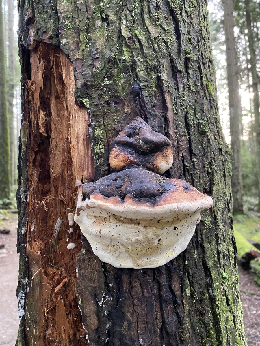 SattvaPublish's tweet photo. When the #world feels heavy, the #forest cracks a joke...
This #fungi looked like it was trying to cheer me up ~ and honestly, it worked. ๐๐ฒโจ
#FungiFriday #JoyTrain #LightenUp #WhimsicalNature
#FindTheBrightSide #NatureTherapy #QuietJoy
#NatureSpeaks @keeper_of_books ๐ฟ๐๐ฒ https://t.co/ptI7Qp9JeW