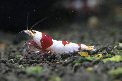 AQUAFORTUNE2007's tweet photo. アクアリウムバスに持って行くもの
Coco-Beeさんのブラックビー 選抜クラスとレッドビー 選抜クラスになります!
どちらも1セットづつお持ち致します😊
#アクアリウムバス
#CocoBee
#ブラックビー
#レッドビー https://t.co/rc1HoMQ9Bt