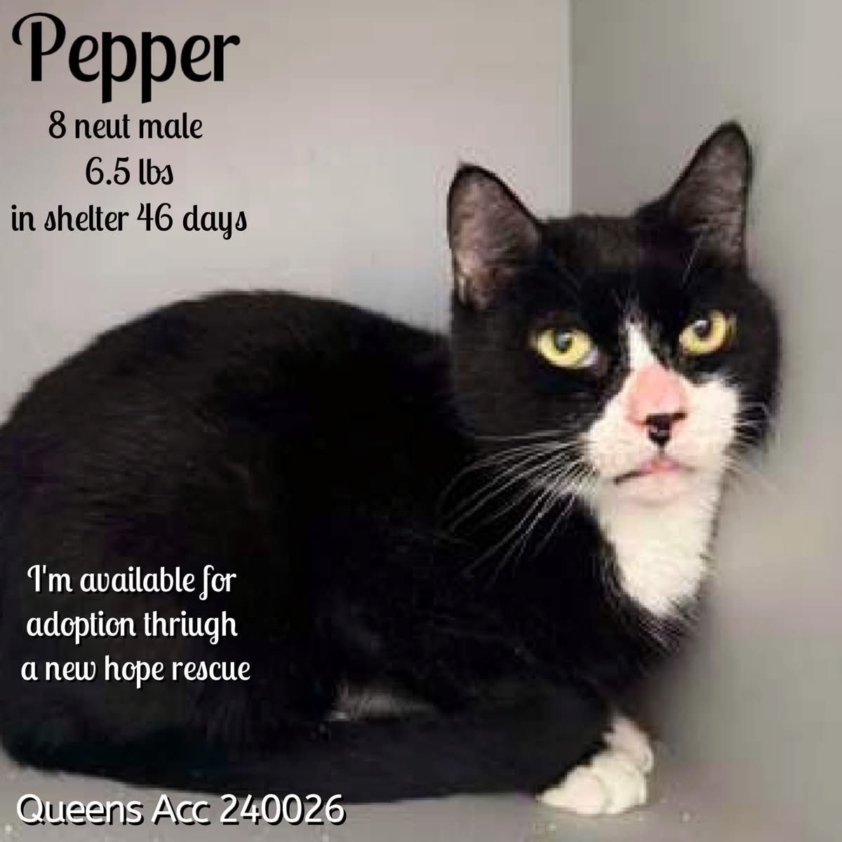 ngremmy's tweet image. 🆘Please REPOST-adopt-foster🆘

PEPPER is on the “emergency placement” list at NYC AC&amp;amp;C and needs out of the shelter by 12 NOON 1/10!

#TeamKittySOS newhope.shelterbuddy.com/Animal/Profile…