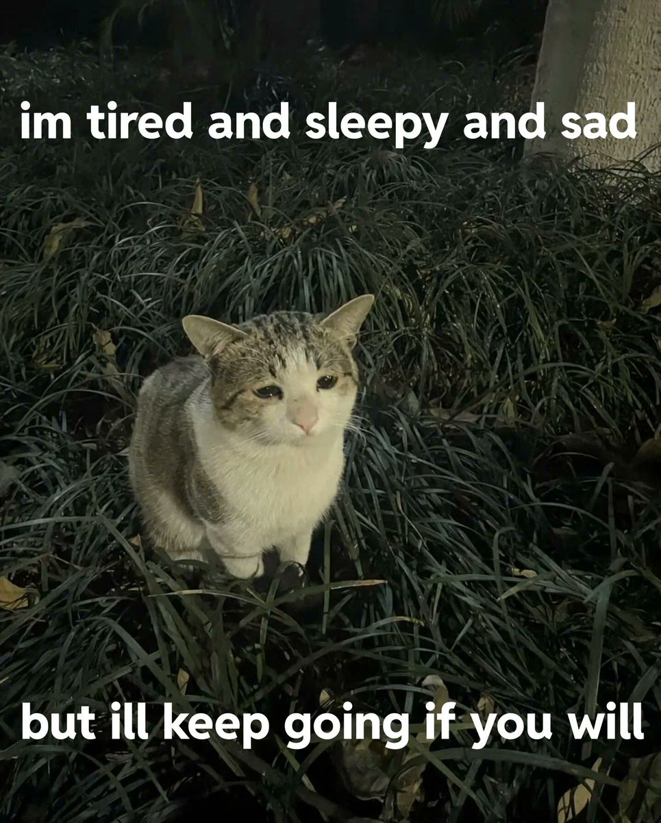 WholesomeMeme's tweet image. 