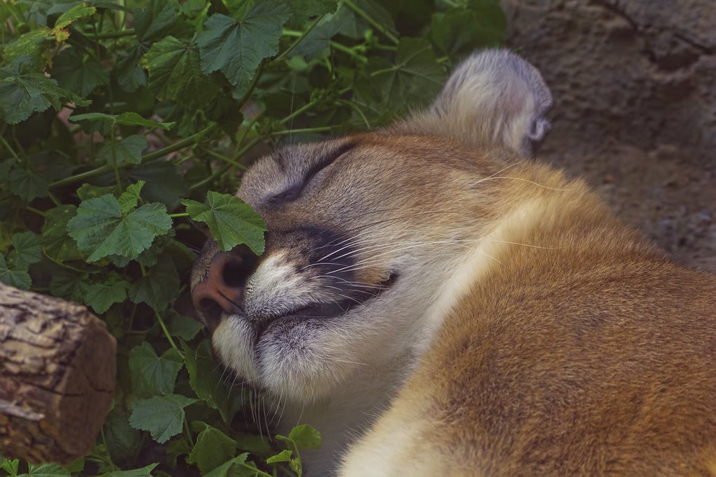 gougaronline's tweet image. the eeper