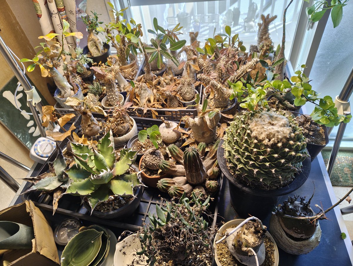 ●Zooo Plants 塊根まん3点セット zoooplants🌵塊根植物のぬいぐるみ (@ZoooPlant) / Posts / X