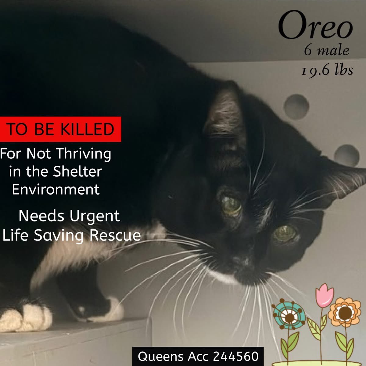 ngremmy's tweet image. 🆘Please REPOST-adopt-foster🆘

OREO is on the “emergency placement” list at NYC AC&amp;amp;C and needs out of the shelter by 12 NOON 1/10!

#TeamKittySOS newhope.shelterbuddy.com/Animal/Profile…