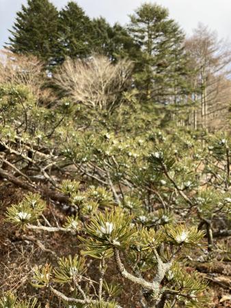 六甲高山植物園 tweet media