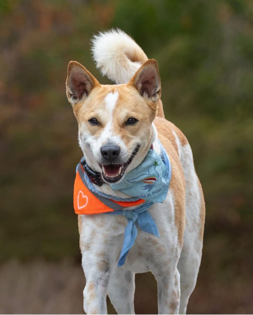 Pinky83996650's tweet photo. Aloka walks for peace.
♥️🐶🤗✌️
#AdoptDontShop
#SaveIndies https://t.co/6dl3VS3dRh