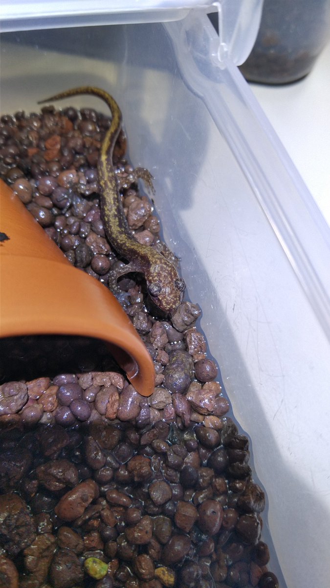 wata (@jXBoEkfoa2z1wZu) / Posts / X