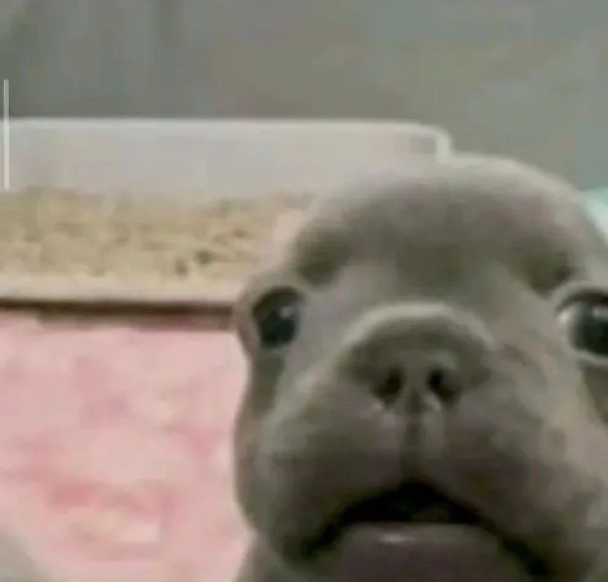 Me gusta ver los reels de ig para ver a que le dan like mis amiguitos