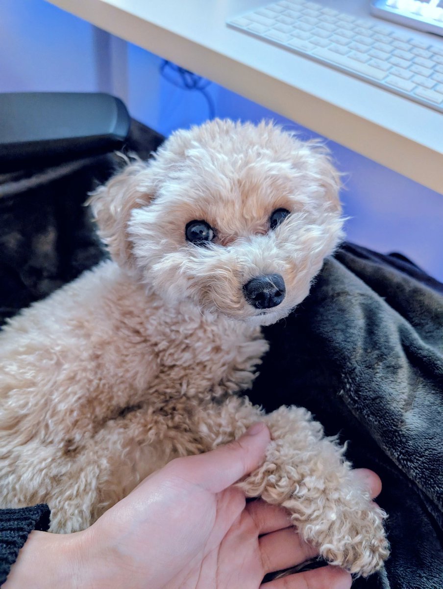 tata_x00's tweet photo. 今日も膝の上で寝癖犬 https://t.co/7w3i6k1hbp