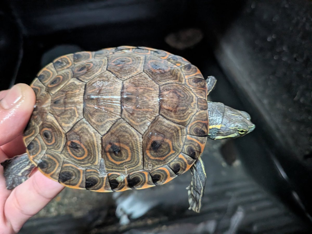 11PEEKABOO's tweet photo. 年末間際に入荷したベラクルス産のタバスコクジャクです。
WCですがどれもカメプロスに餌付きました。WCのスライダーが輸入されるなんてホント久々なんです。最近来てるCBは交じりっ毛あるのが多い中WCは貴重です。
どの個体もそれぞれ個性があってコレクション性もありますので選べるうちに。 https://t.co/sRE4H0NusG