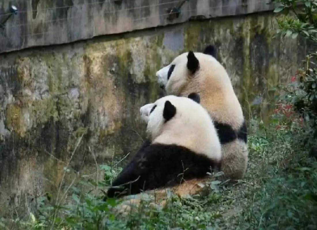 kate68_102's tweet image. 🌸🌱: We are the most different twins in terms of appearance and personality in the panda world. The only thing we have in common is that we are both very beautiful.