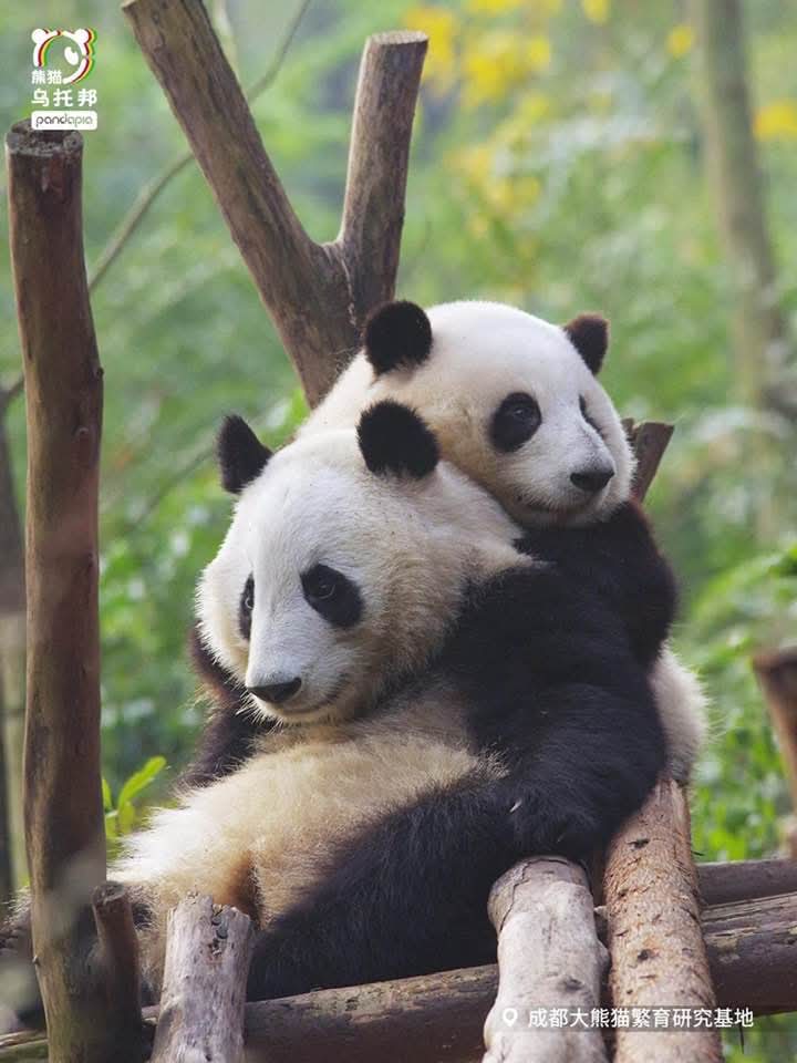 kate68_102's tweet image. 🌸🌱: We are the most different twins in terms of appearance and personality in the panda world. The only thing we have in common is that we are both very beautiful.