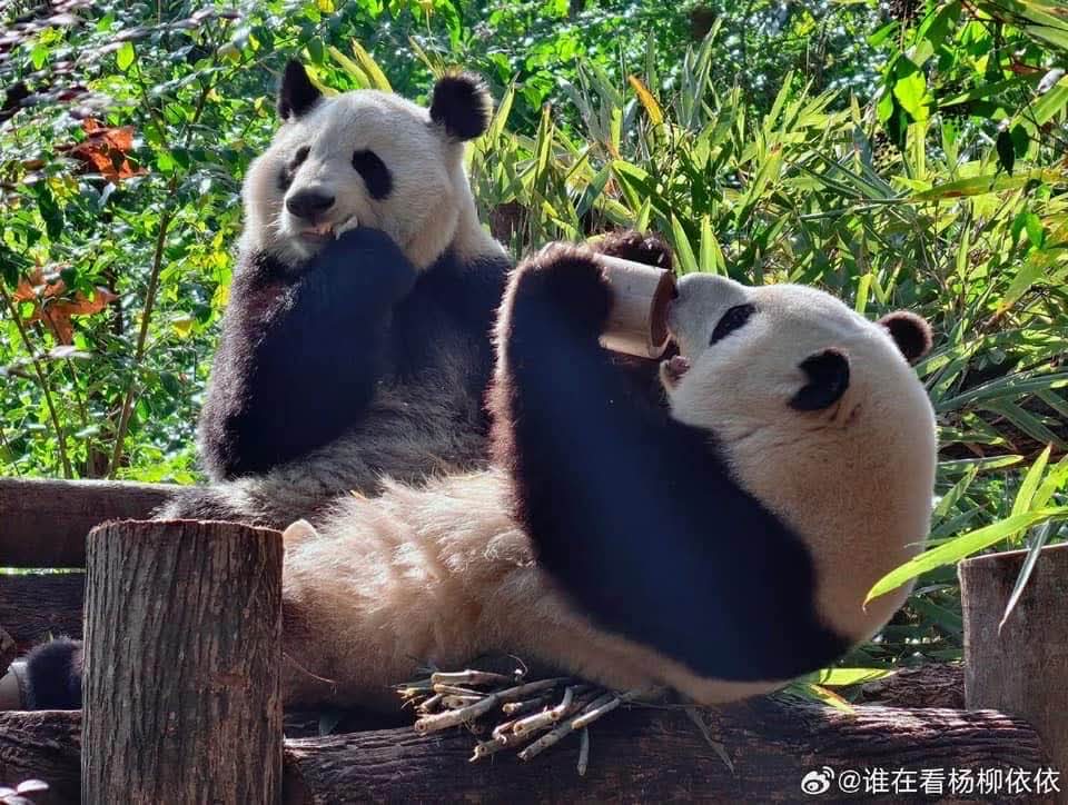 kate68_102's tweet image. 🌸🌱: We are the most different twins in terms of appearance and personality in the panda world. The only thing we have in common is that we are both very beautiful.