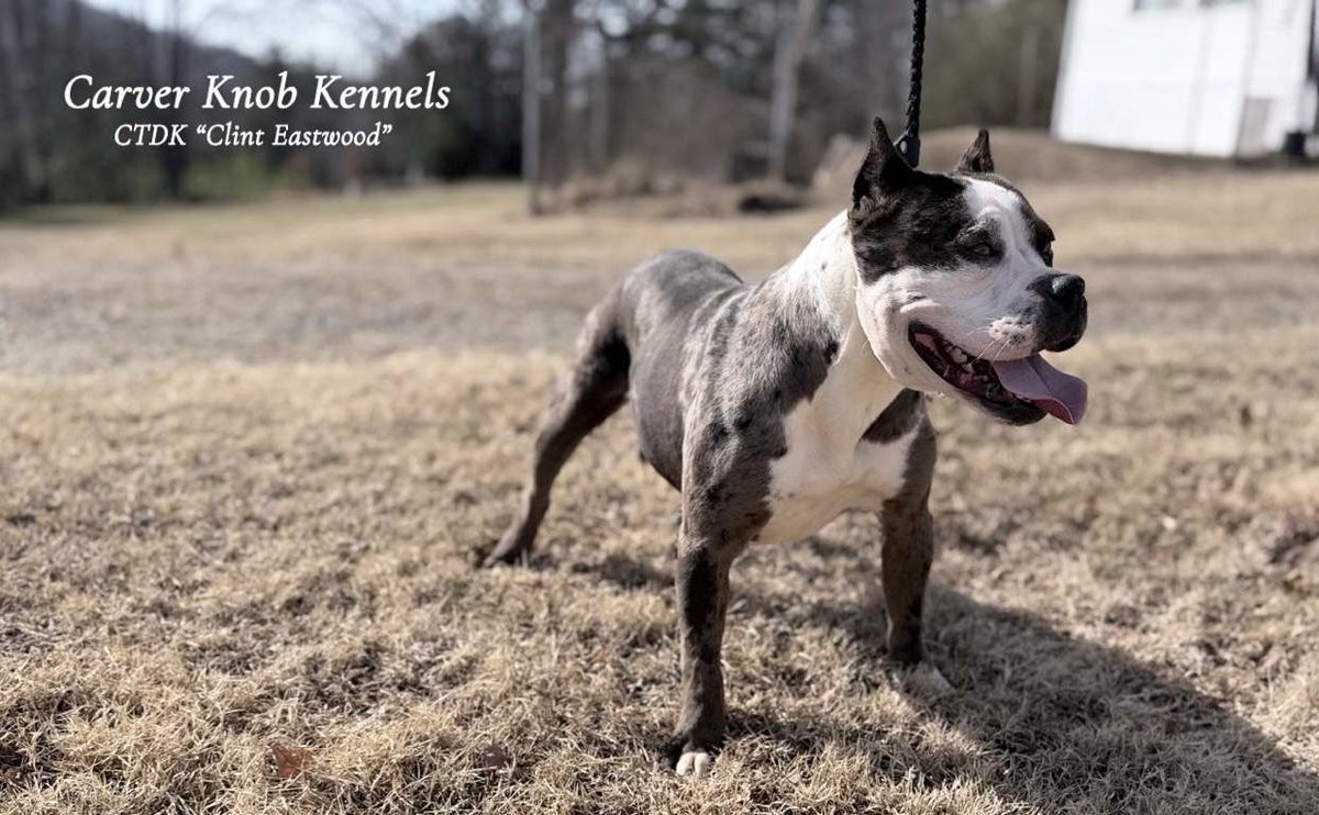 CTDKKennels's tweet photo. Carver Knob Kennels (CTDK Clint Eastwood) Is Open For Stud 
ABR Registered 📑 
Up To Date On All Vaccines 💉 
Located In Southern VA 📍

DM For More Info If Interested (Serious Inquiries Only‼️) ✉️
Contract Available 🧾
#MerleColor #MerleBully #AmericanBullies #PocketBully #Dog https://t.co/CJxeb07I17