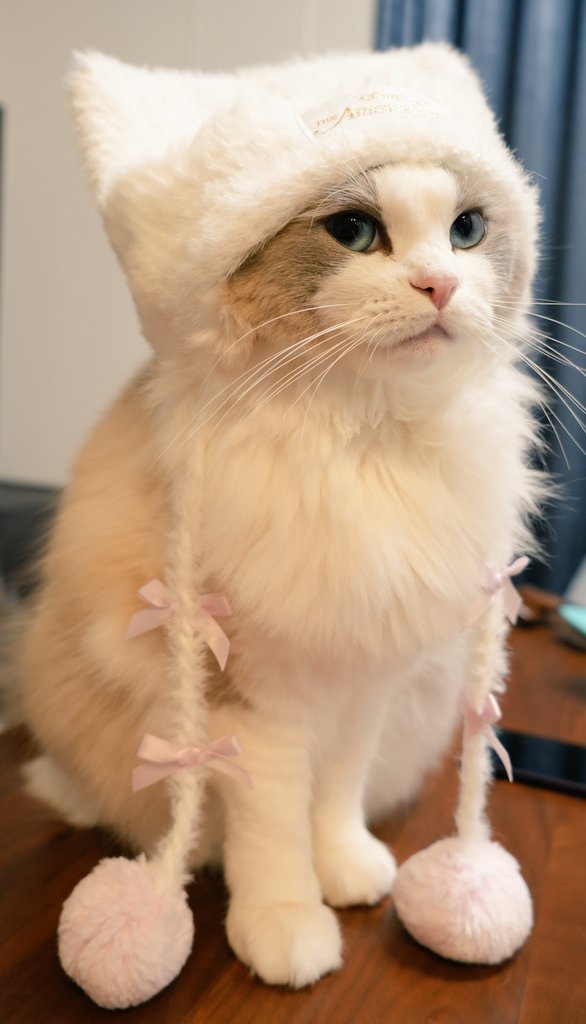 Spica__Luna's tweet photo. ちゃんと帽子の色あわせた
我が家の猫、いつも同じ場所にいる https://t.co/dyCz52rTzQ