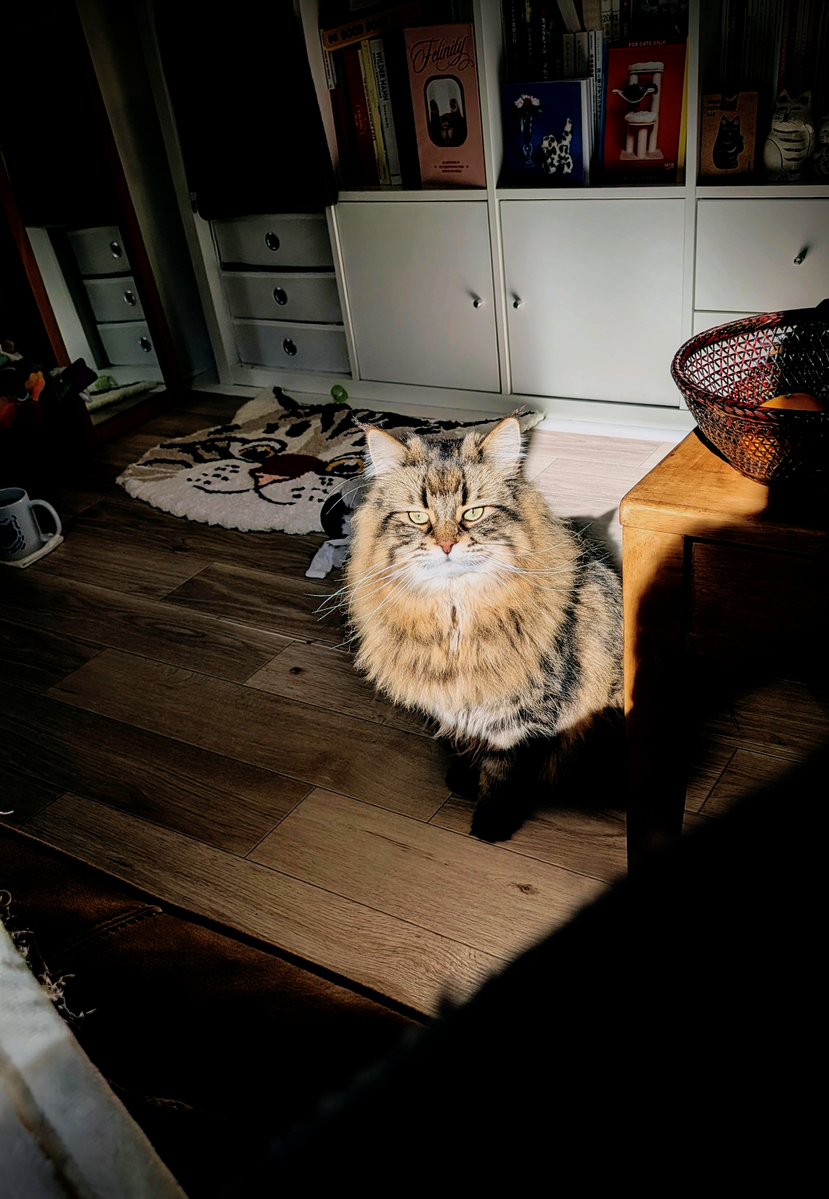 ヤマネコ (@ymnc_rf) / Posts / X