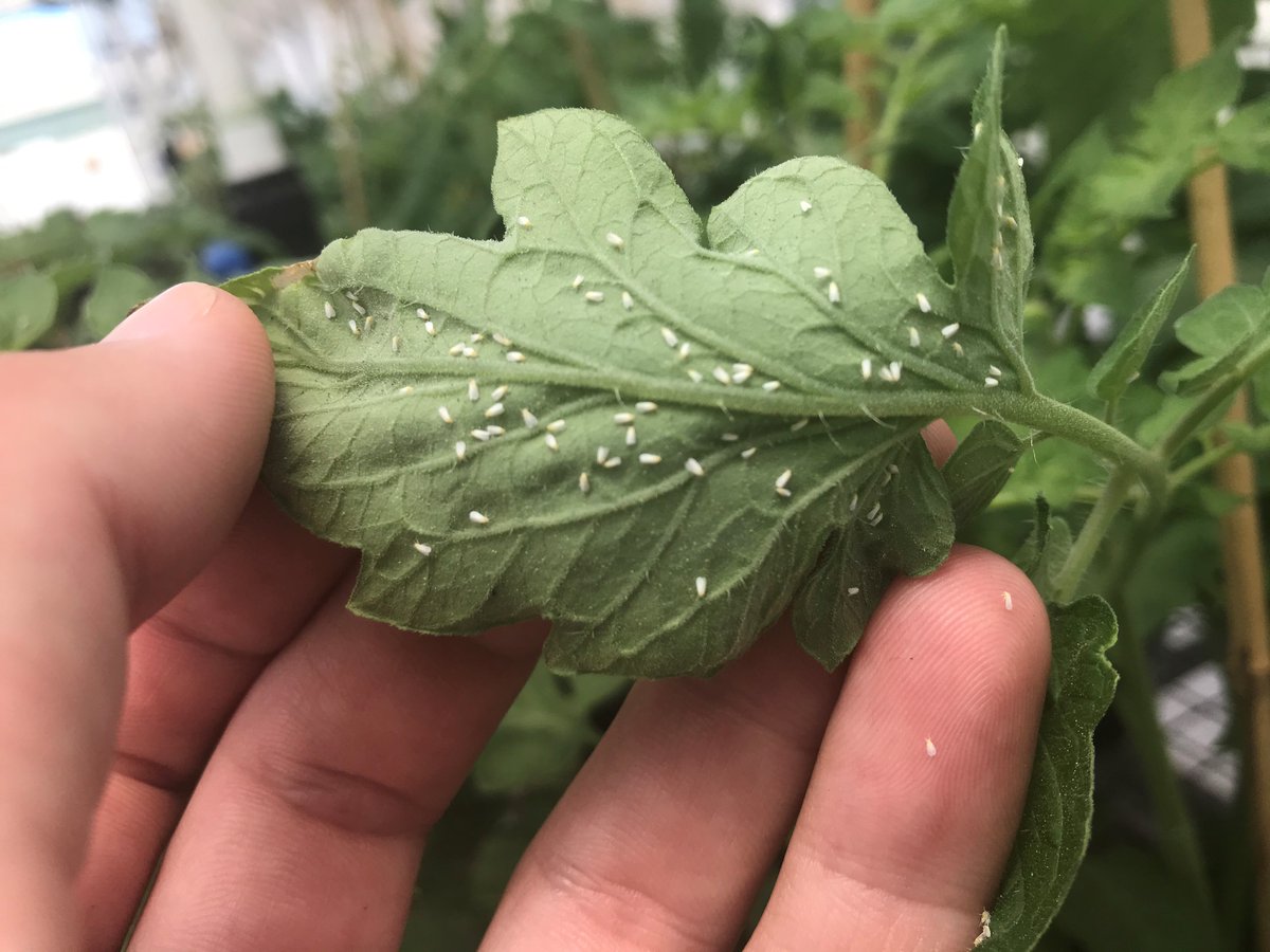 Imtrade CropScience tweet media