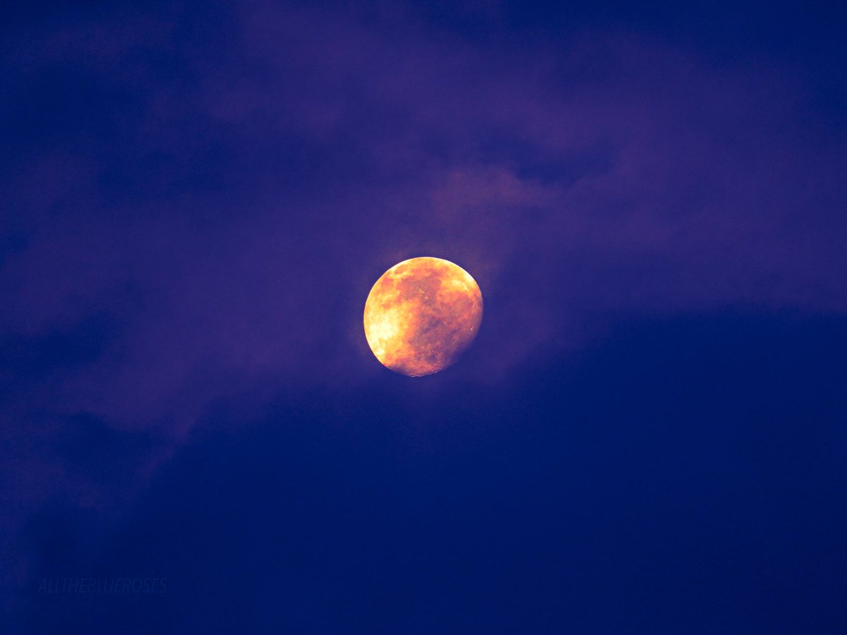 alltheblueroses's tweet image. moonlighting as the sun