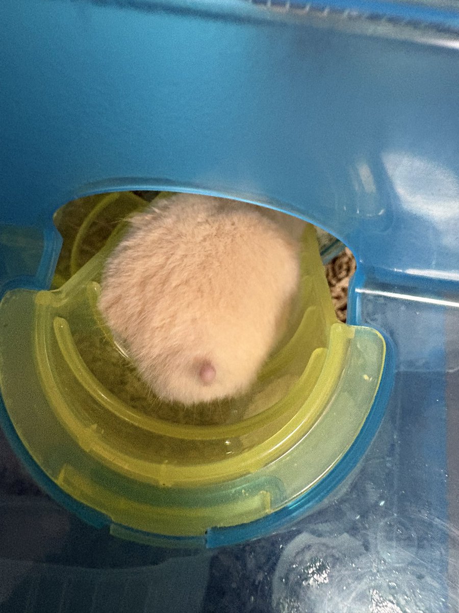 ハムスタァは今日も元気です😃
毎日モフモフ