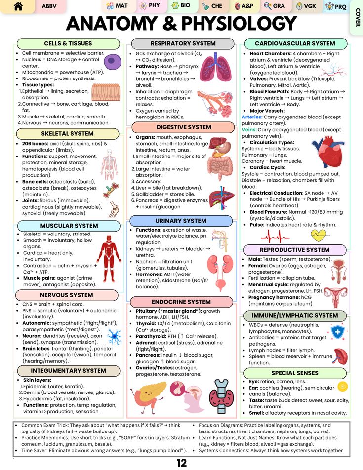 Human Anatomy and physiology summary