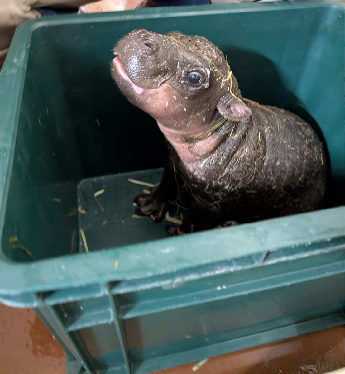 昨年12月25日に生まれた #コビトカバ の体重測定結果です。

12月26日…5.04㎏
12月30日…6.78㎏
1月2日…8.1㎏

うん、順調な成長ぶり！

写真は、12月30日の測定時のものです。

#コビトカバ成長記録その2
#飼育係からの撮りたて画像