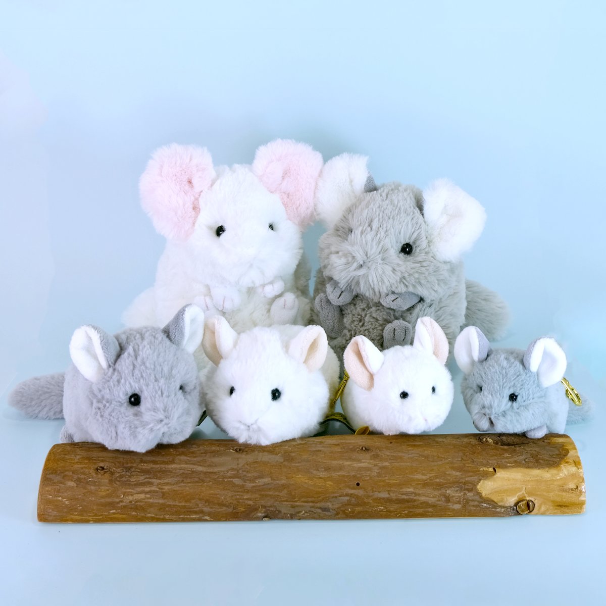 サンレモンのチンチラ全員集合〜🍋 ころもっふる、ベイビーアニマルズ