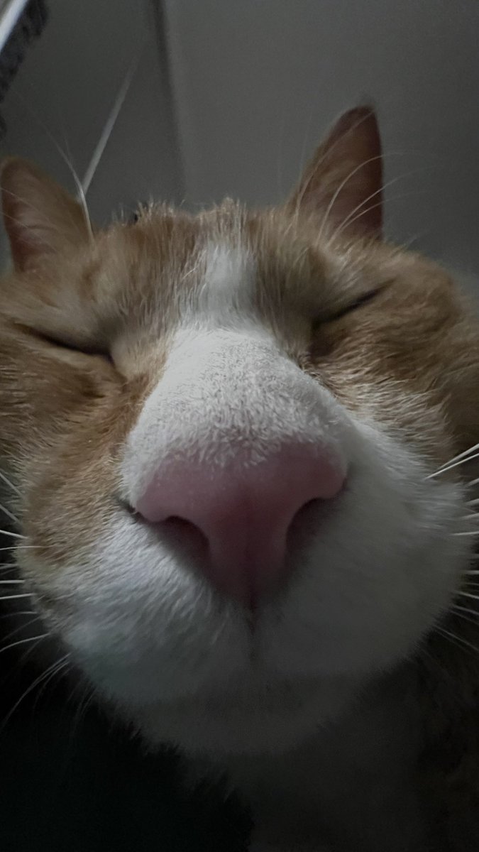 고양이는 왜 이럴까..왜 누나 헤드셋에 기대서 잘까..