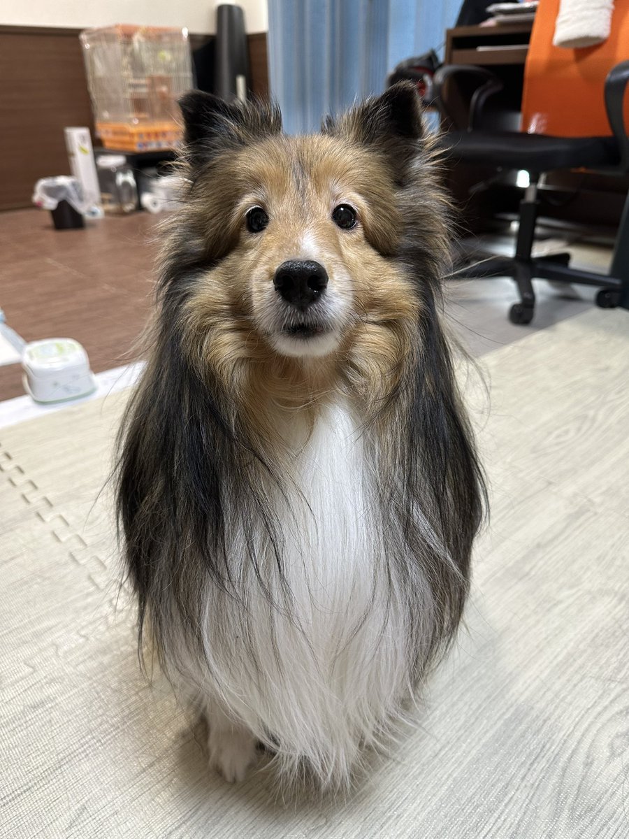 しおんページ しおん (@sion_1018) / Posts / X