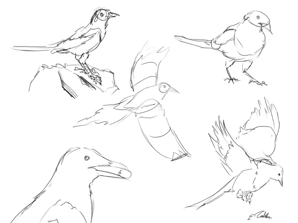 Califian_'s tweet photo. Drawing birds every day this month 5-8 https://t.co/aZVYuUmH7b
