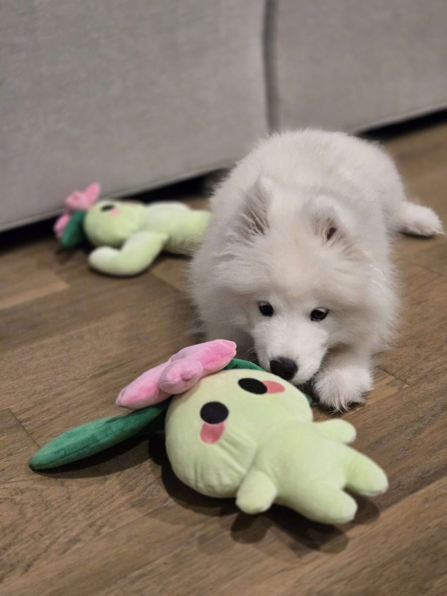 _Silvervale_'s tweet image. Her new favorite chew toy 🤭