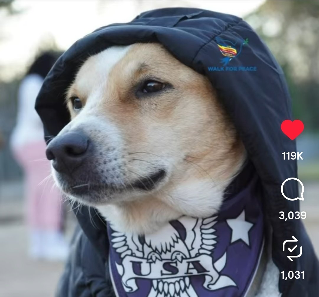 Pinky83996650's tweet photo. #AlokaThePeaceDog
#Aloka
#AlokaWalksForPeace
#SaveIndies https://t.co/K7hl9pwfkn