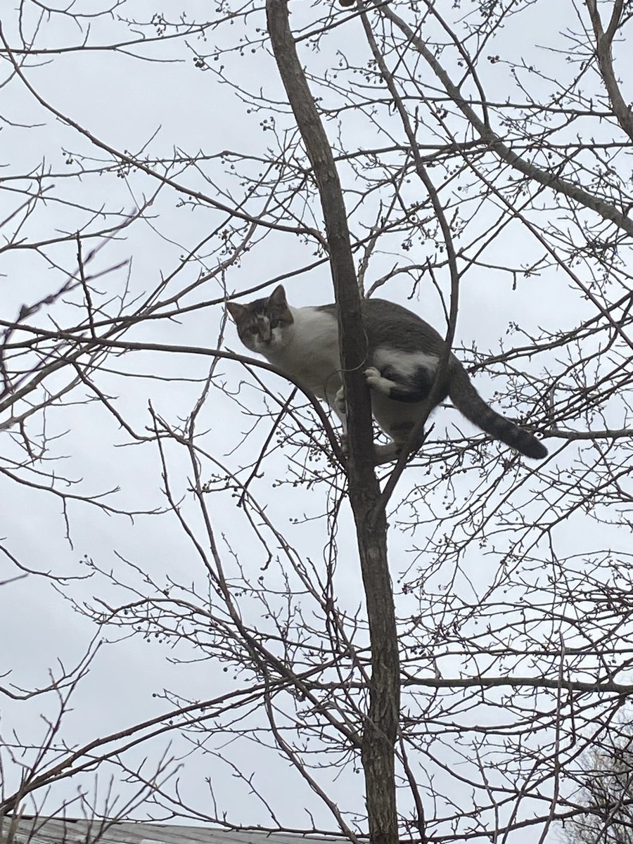 FIN3PRINT's tweet image. I miss this booger