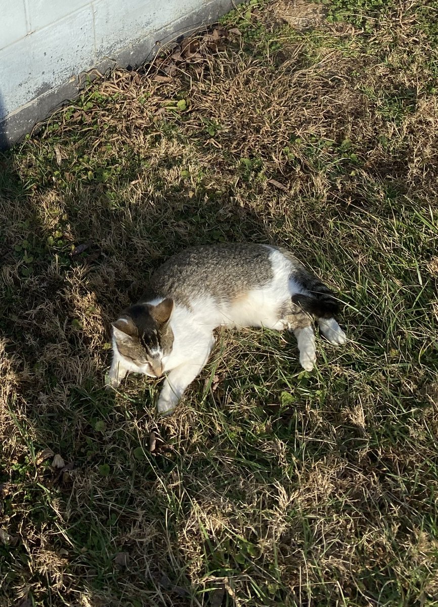 FIN3PRINT's tweet image. I miss this booger