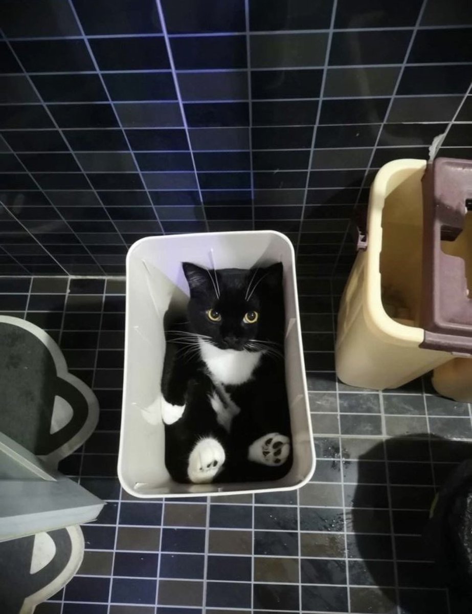 The Cats 𝕏 (@thecatsx) on Twitter photo 