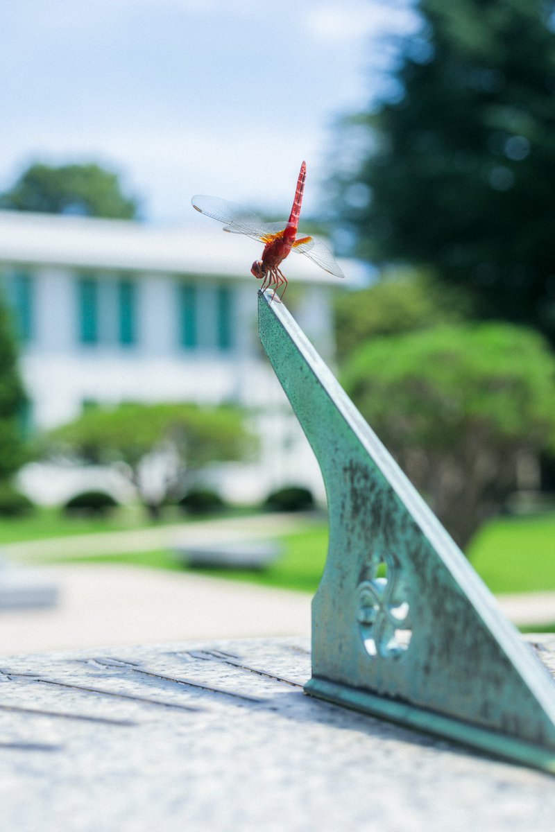 【日常の風景】
今日は「旅券の日」だそうです

重ねた経験が

飛び立つ力になる

今週もお疲れ様でした
また来週
