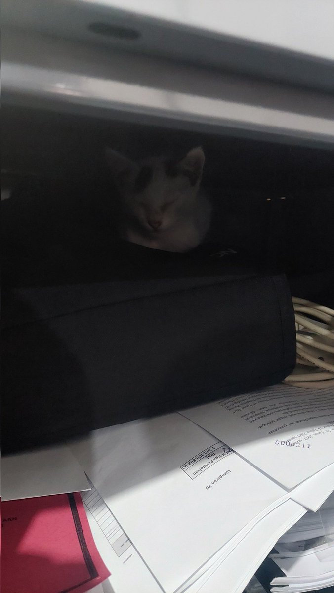 endinginventory's tweet photo. Allah tuh baik bgt tau..
tb2 ada kucing dateng ke kantor, ky dikirim Allah jadi penglipur lara? pdhl kemarin bgt kucingku meninggal

Terima kasih ya Allah😇🥹 https://t.co/zXWaXW9yOL