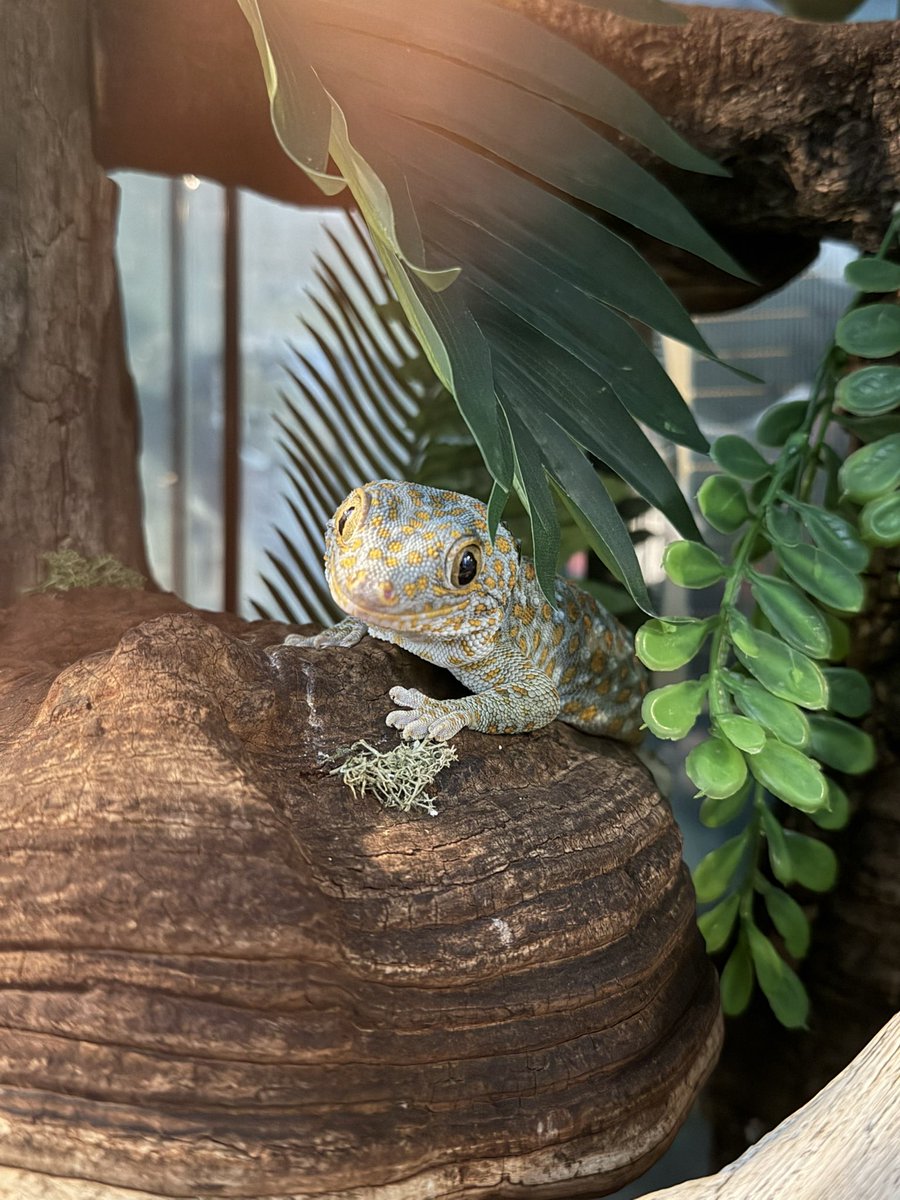 昨日レオパの日だったらしいから最近のうちのレオパ他たちのゆる写真でもあげておこう
毎日可愛すぎる…
 #レオパの日