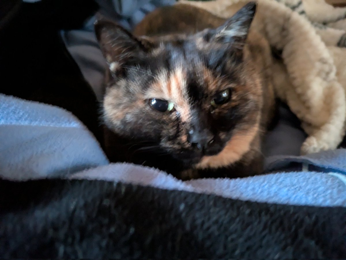 の*ん様 ❤️本日　夜9時頃　終了❤️1373⭐️極上⭐️【蜃気楼交配】 クリス 第四境界 (@daiyonkyokai) / Posts / X